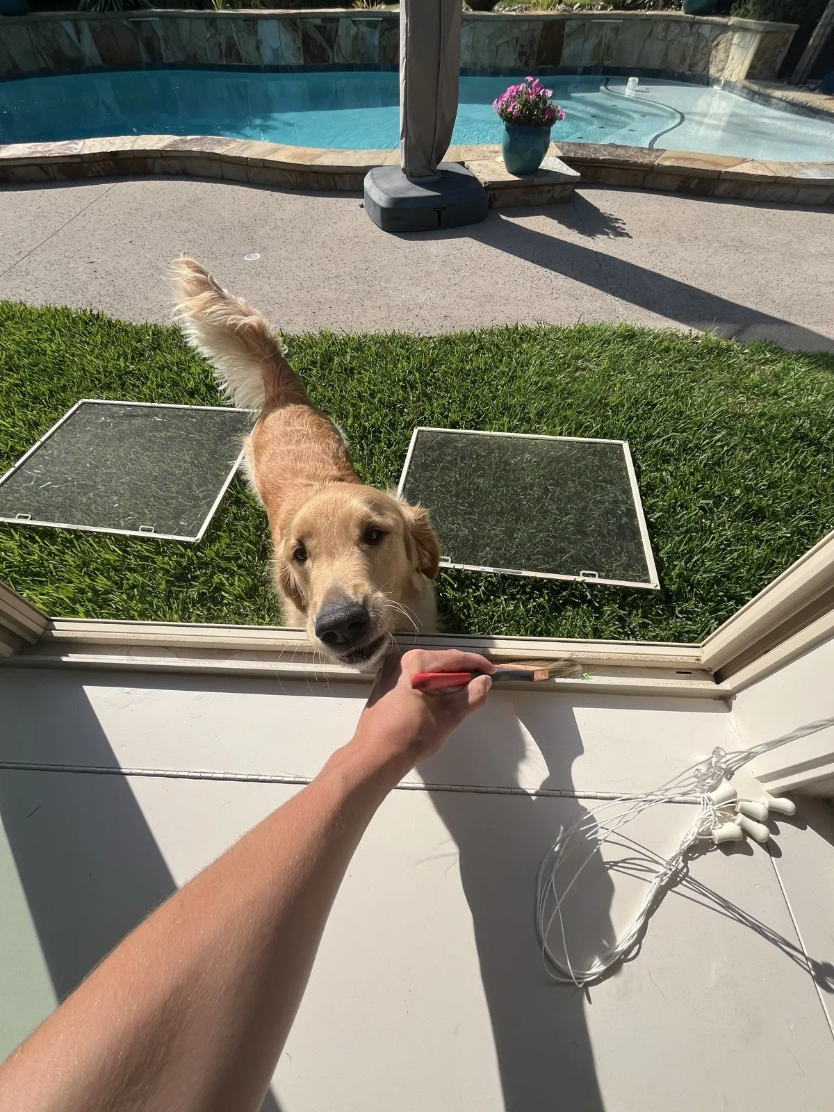A golden retriever beside freshly cleaned window screens on the lawn while a technician details the window